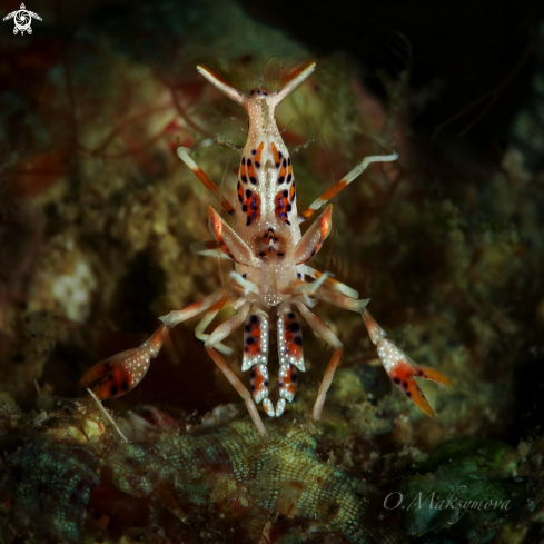 A Spiny tiger shrimp (Phyllognathia