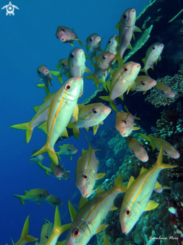 A Reef fishes