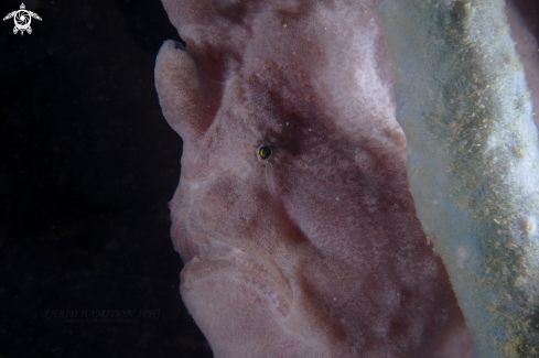 A Antennarius commerson | giant frogfish