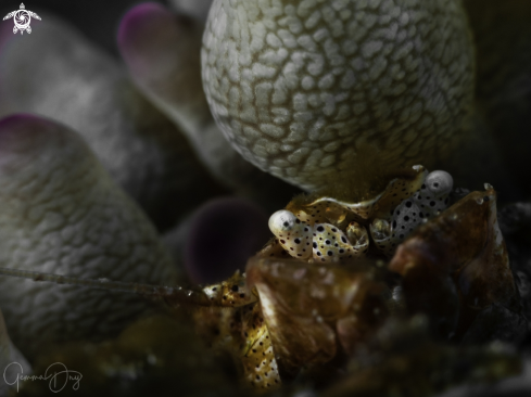 A Porcellanidae | Porcelain Crab
