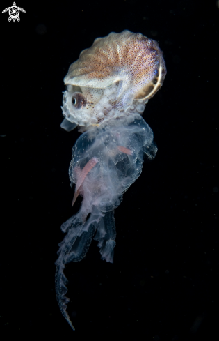 A Paper nautilus