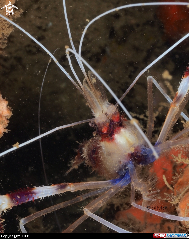 A Banded cleaner shrimp