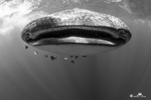 A Whale shark