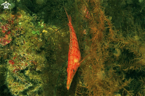 A hawkfish
