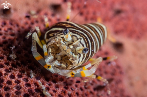 A Bumble bee shrimp