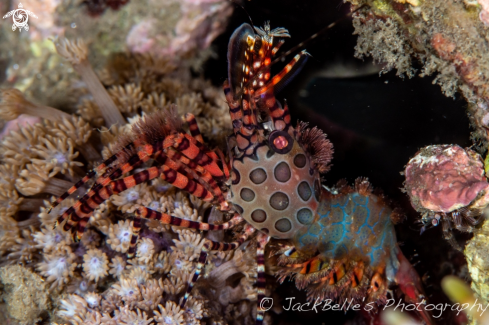 A Saron marmoratus | Marble shrimp