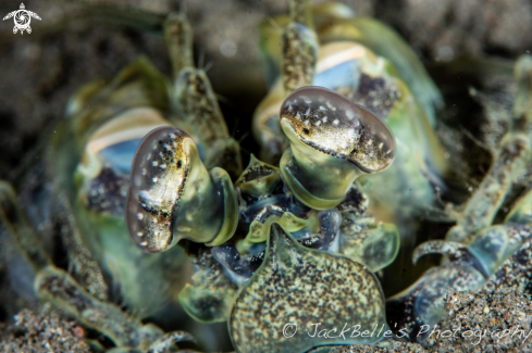 A Odontodactylus sp.  | Mantis shrimp