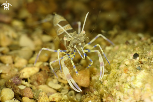 A Peliclimenes sagittifer | Shrimp