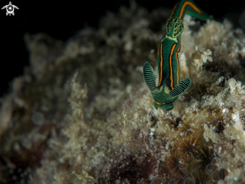 A Tambja tentaculata | Nembrotha