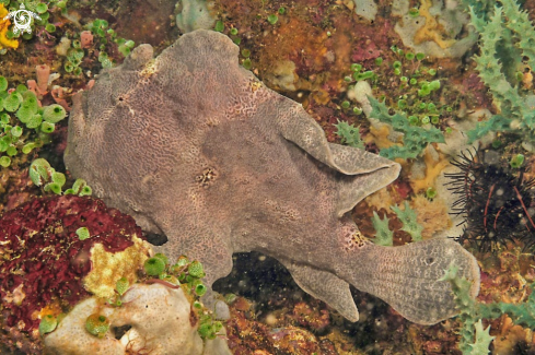 A frogfish