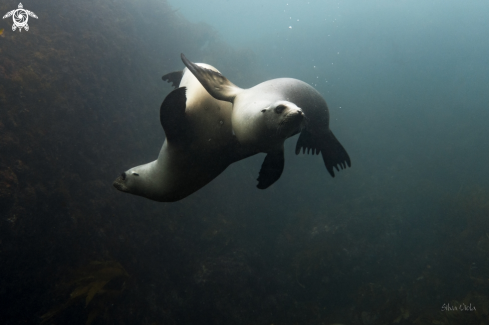 A California Sea Lion