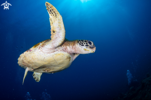 A Green sea turtle