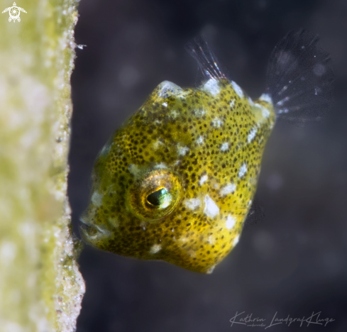 A Juvenile Diamond Filefish