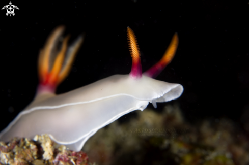 A Hypselodoris bullockii