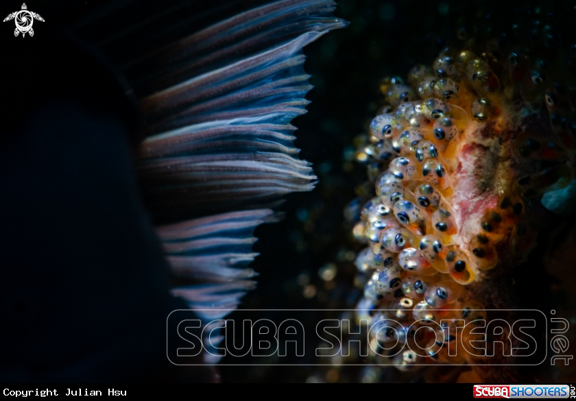 A Anemonefish eggs