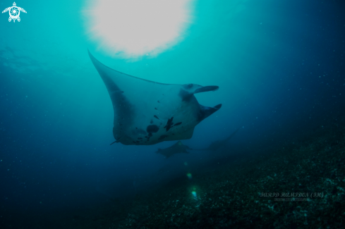 A manta ray