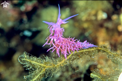 A Flabellina Affinis | Flabellina