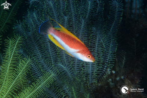 A Cirrhilabrus filamentosus | Javan Wrasse