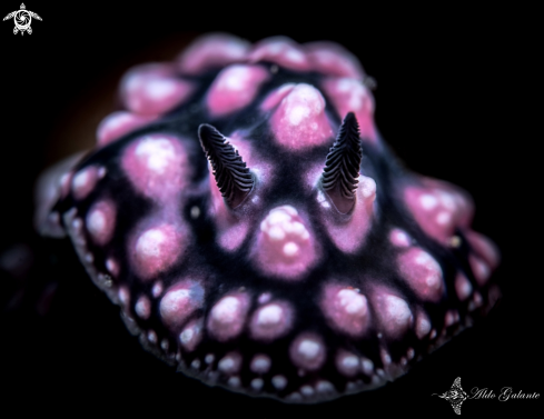 A Phyllidiella pustulosa (Cuvier, 1804) | Nudibranch