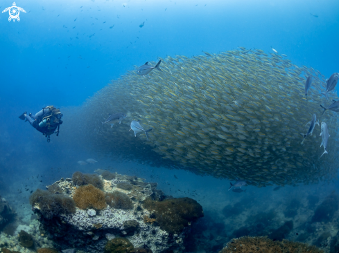 A Smoothtailed Trevally 