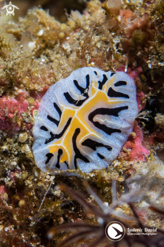 A Mushroom Coral Reticulidia