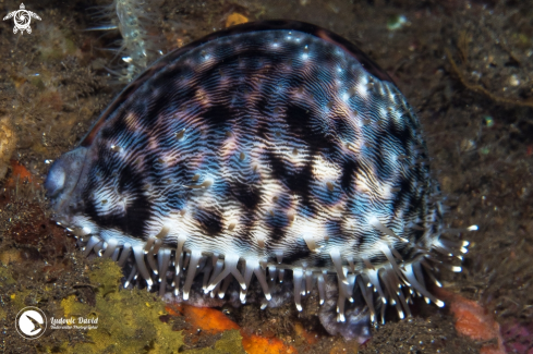 A Cypraea tigris | Tiger Cowrie