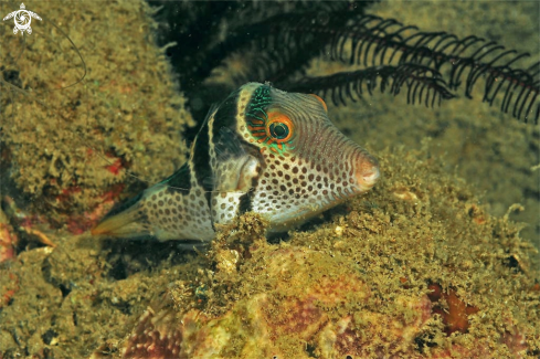 A toby puffer fish