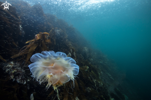 A Lions mane jelly