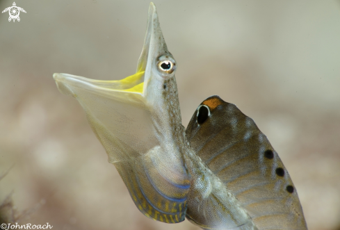 A Chaenopsis limbaughi  | Yellowface Pike Blenny