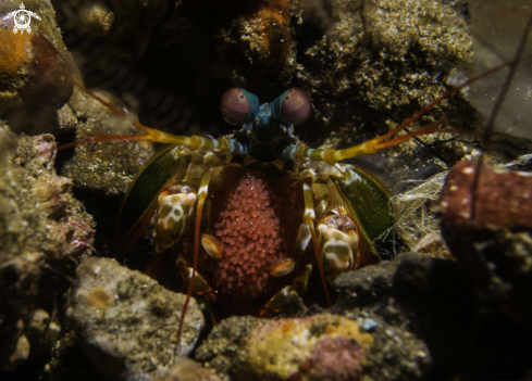 A Odontodactylus scyllarus | Peacock mantis shrimp