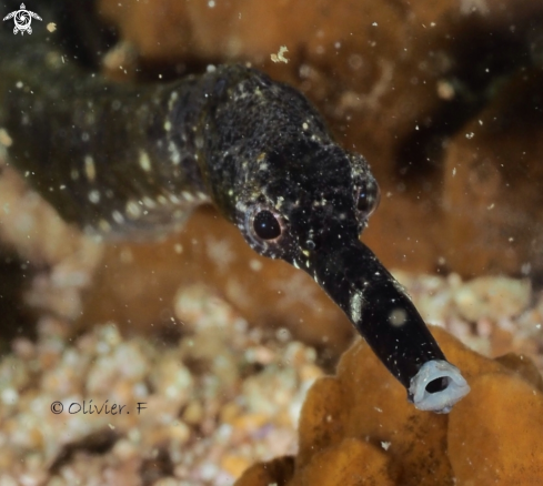A Trachyrhamphus bicoarctatus  | Chocolate pipefish