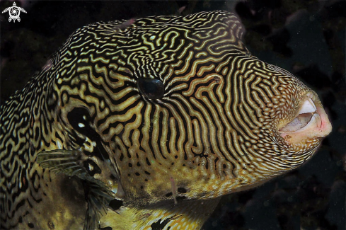 A reef fish