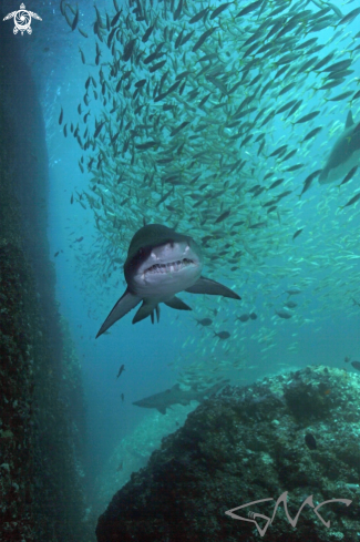 A Carcharias taurus | Grey Nurse Shark