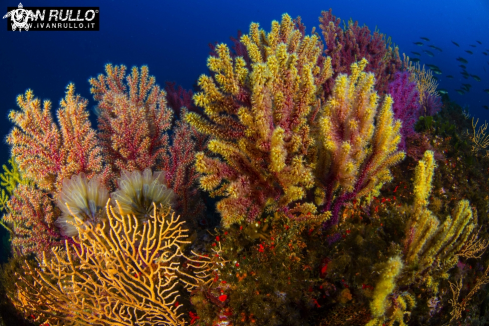 A GORGONIAN 