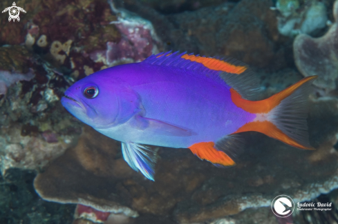 A Masked Grouper