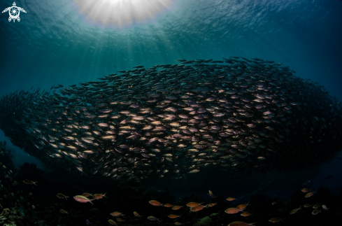 A The wall of fish