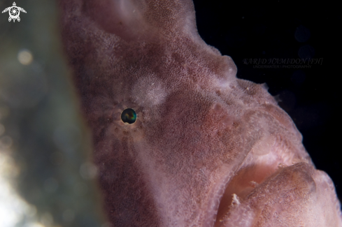 A giant frogfish