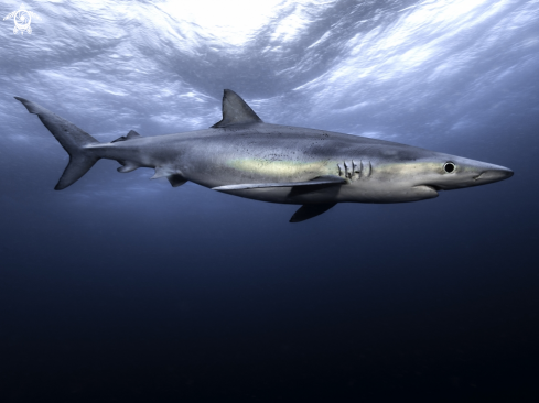 A Blue Shark