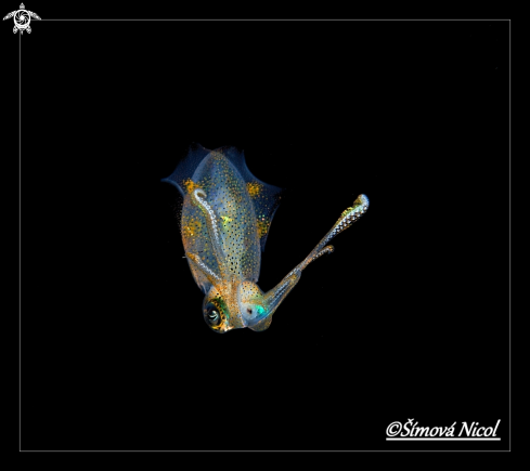 A Pigmy squid