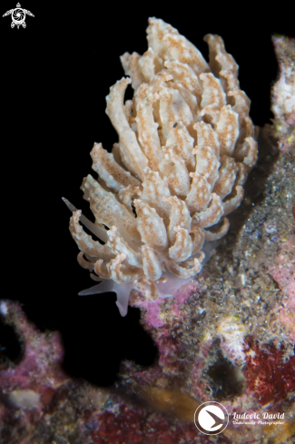 A Phyllodesmium lizardense | Lizard Island Phyllodesmium Nudibranch