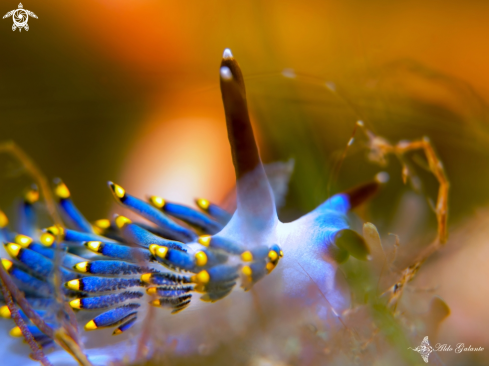 A Trinchesia sp. - Caprellidae (Leach, 1814) | Trinchesia Sea Slug - Skeleton Shrimp