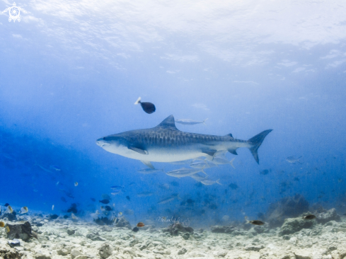 A Tiger Shark