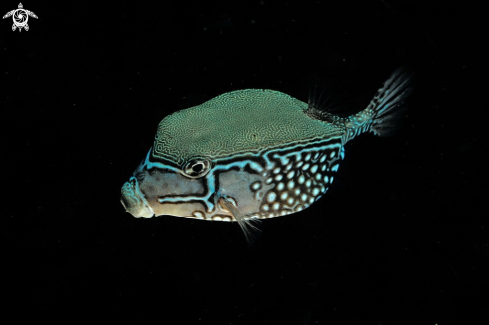 A reef fish