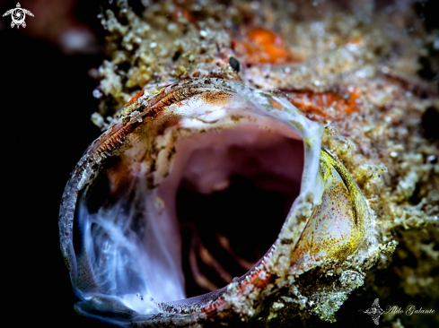 A Antennarius | Frogfish