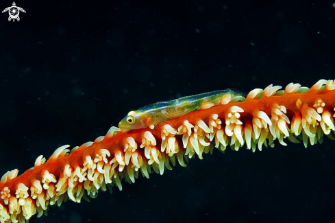 A goby on a whip coral