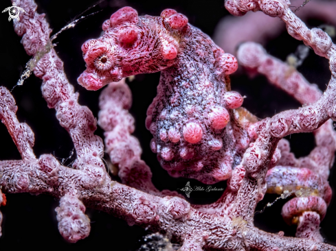 A Hippocampus bargibanti (Whitley, 1970) | Pygmy S. Bargibanti