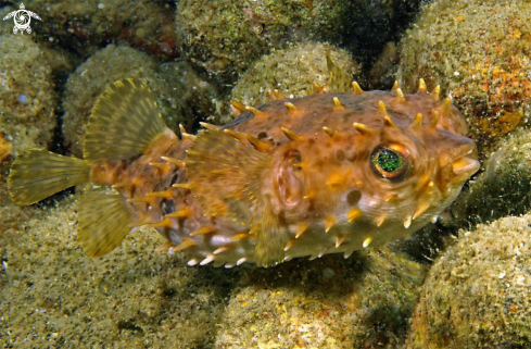 A puffer fish