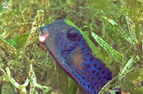 A reef fish