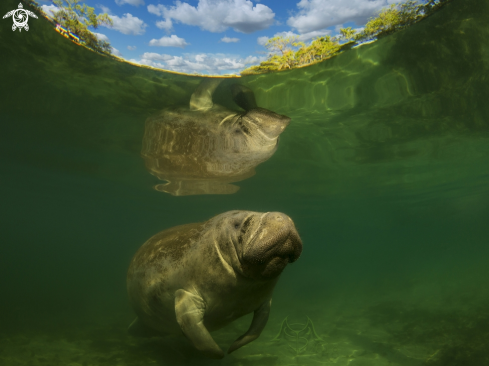 A Trichechus | Manatee