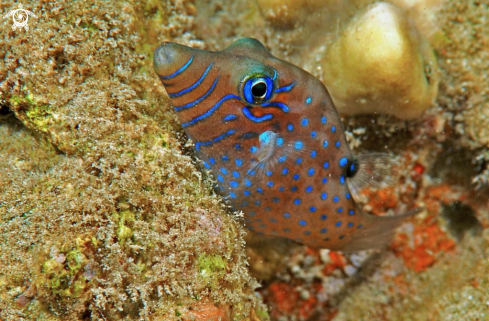 A toby puffer fish